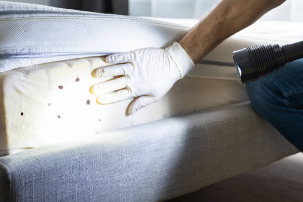Reliable Corralitos, CA Pest Control Solutions