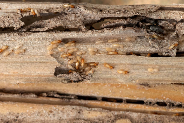 Best Best Pest Control Companies  in Corralitos, CA